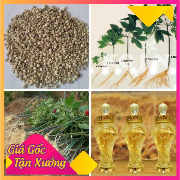 [HCM]Khu Vườn Hạt Giống Cây Nhân Sâm .