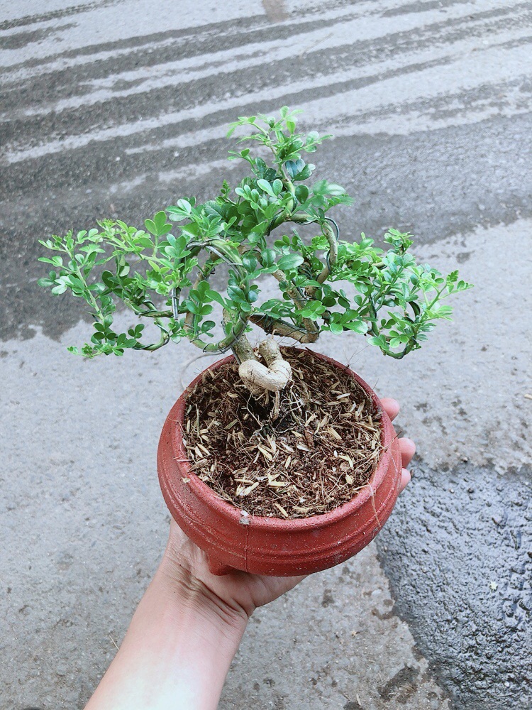 [HCM]Chậu Cây Cần Thăng