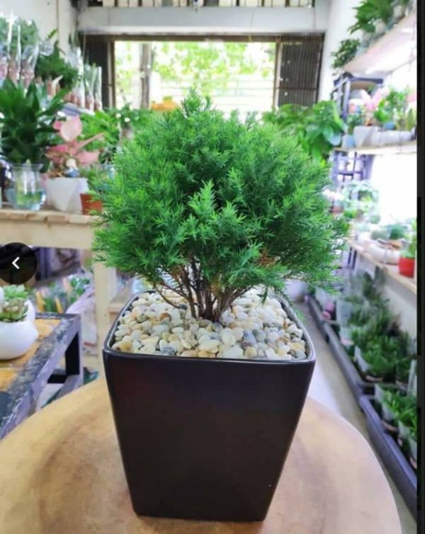 Cây tùng bồng lai siêu đẹp, vượng phong thủy cho gia chủ - ccgctblpt cây đẹp và sống 100%