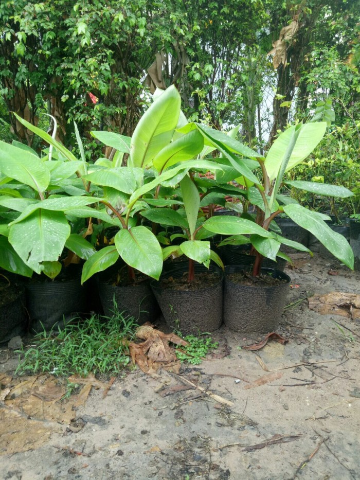 CÂY GIỐNG CHUỐI TÂY ĐỎ DACCA