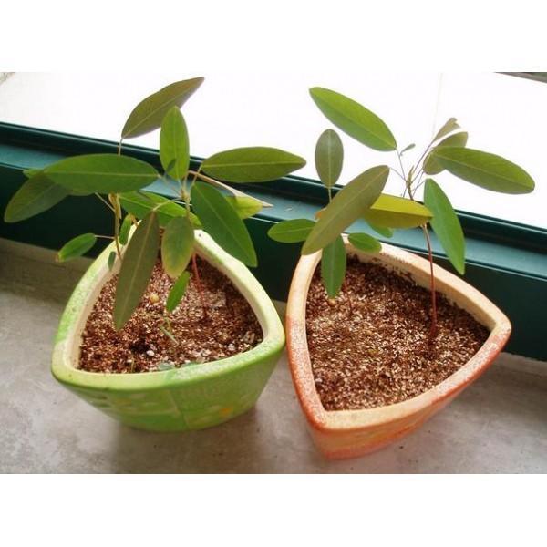 [Mới] - Hạt giống nhảy múa  giá rẻ