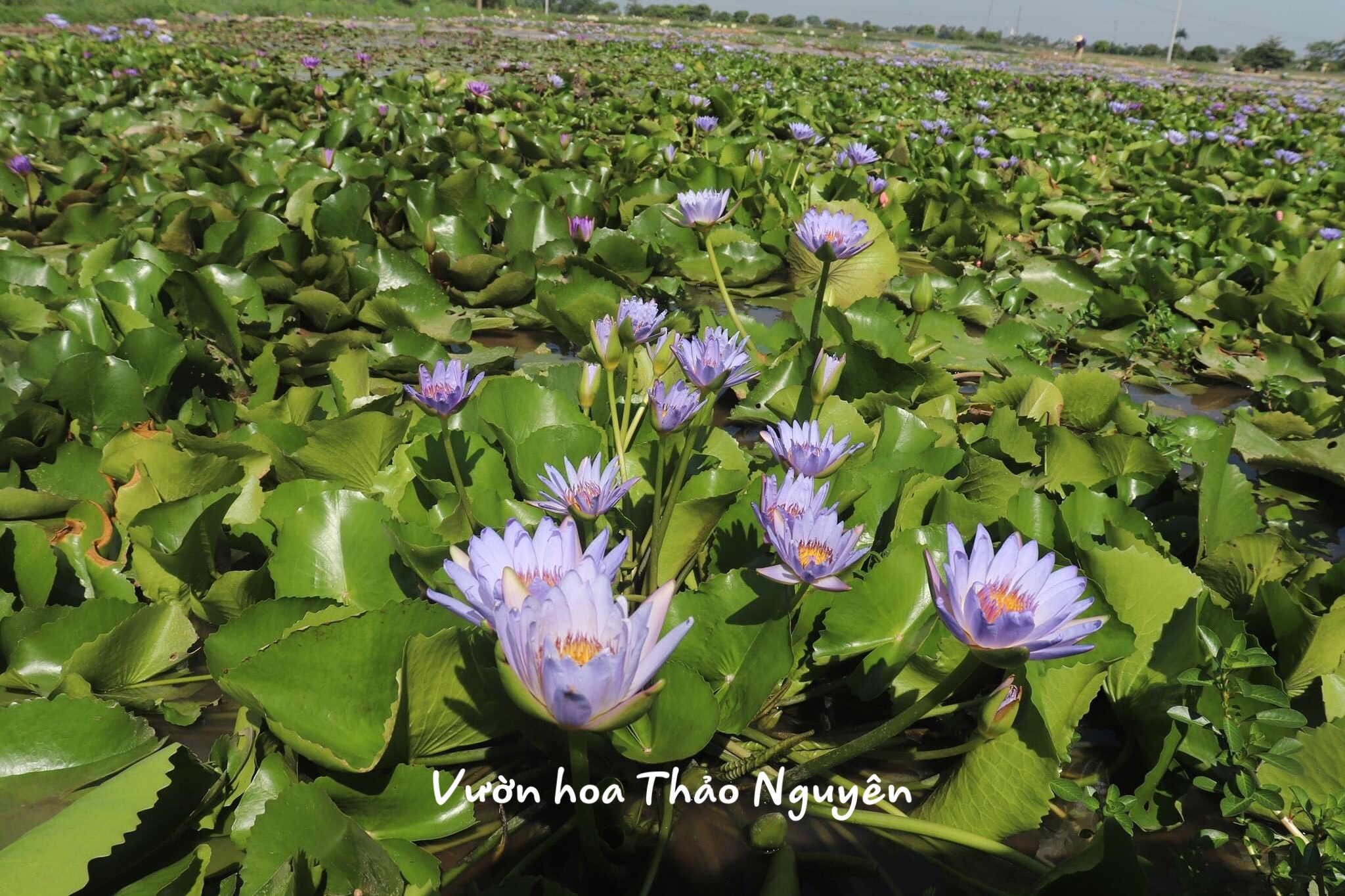 [RẺ VÔ ĐỊCH] Cây hoa súng Thái Lan màu tím xanh Đ-08