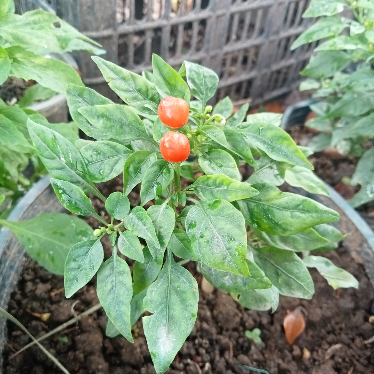 10 Hạt Giống Ớt Kiểng Quả Tròn