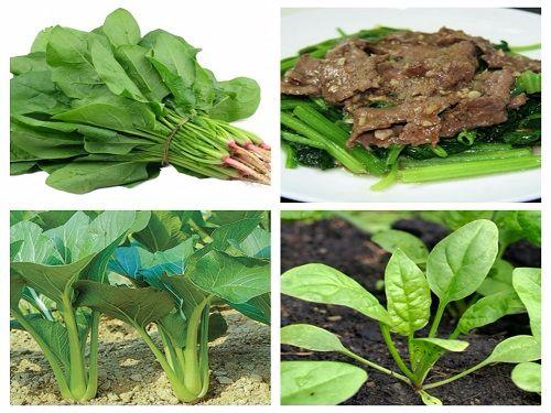 Hạt giống cải bó xôi (rau bina, rau chân vịt)