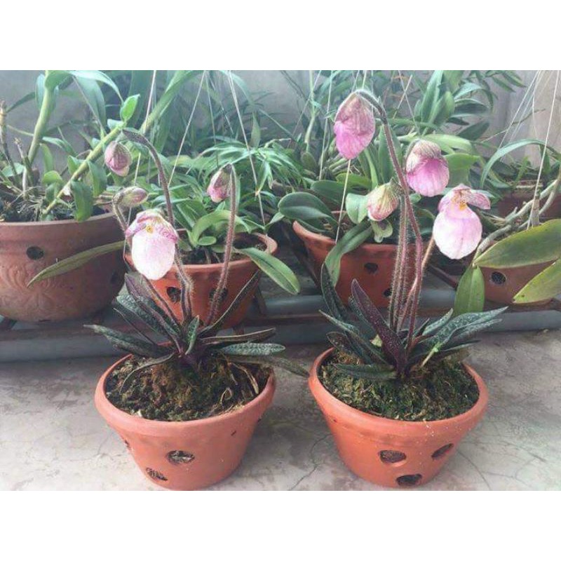 (Không thể rẻ hơn) Lan Hài mốc hồng 1 cây