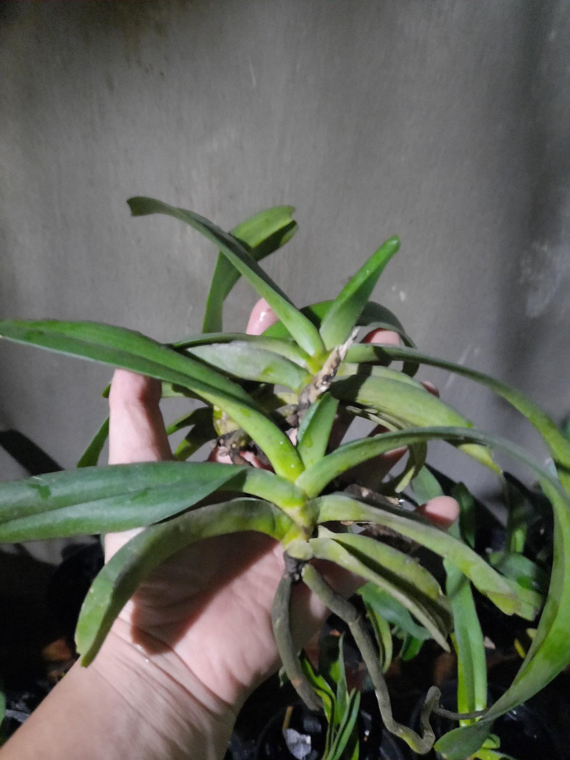 Cây giống Lan rừng ngọc điểm (combo 2 cây)