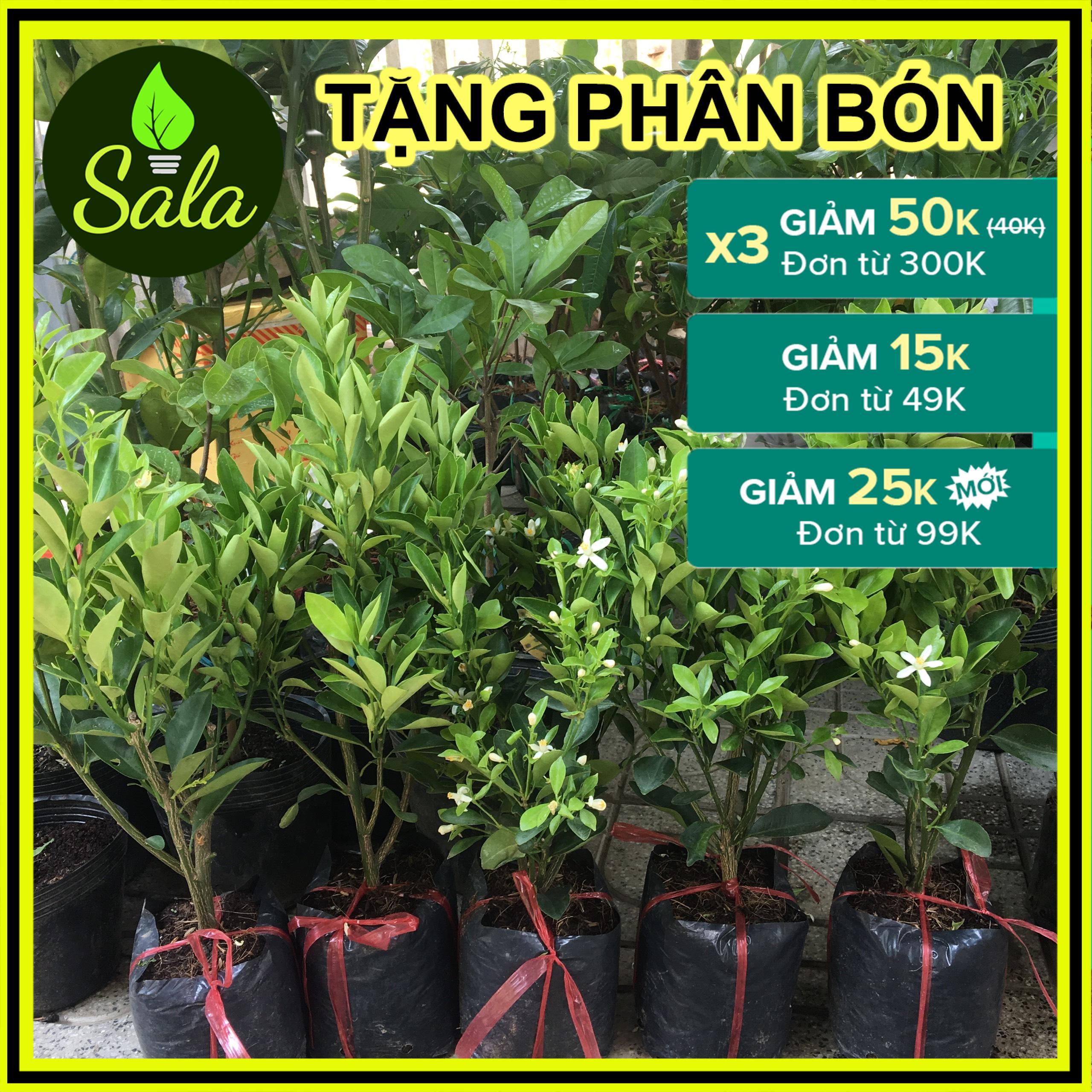 CÂY HẠNH - CÂY QUẤT - CÂY TẮC