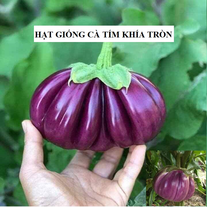 Hạt giống Cà Tím Khía F1 Thái Lan - 0.3gram (135 hạt)