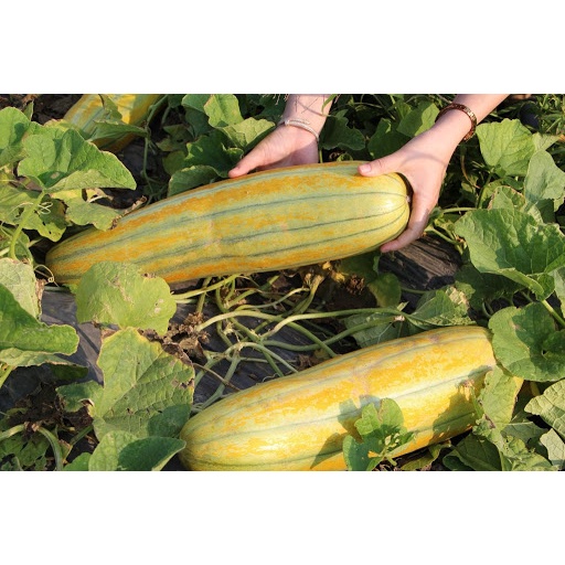 Hạt giống dưa gang trái dài - gói 5 gram
