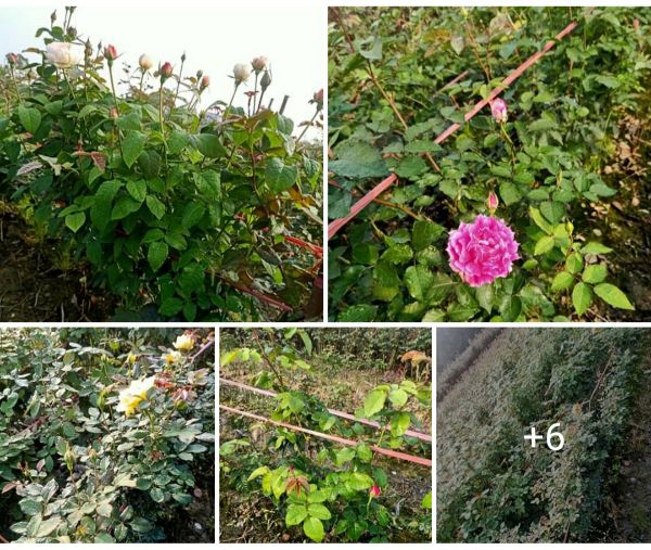 Gốc Hoa Hồng Bụi Siêu Nụ Cực Dễ Chăm