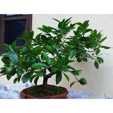 [pt] Cây Chanh Giấy đã có bông trái..