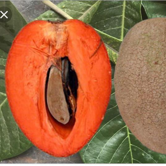 Cây hồng xiêm ruột đỏ khổng lồ