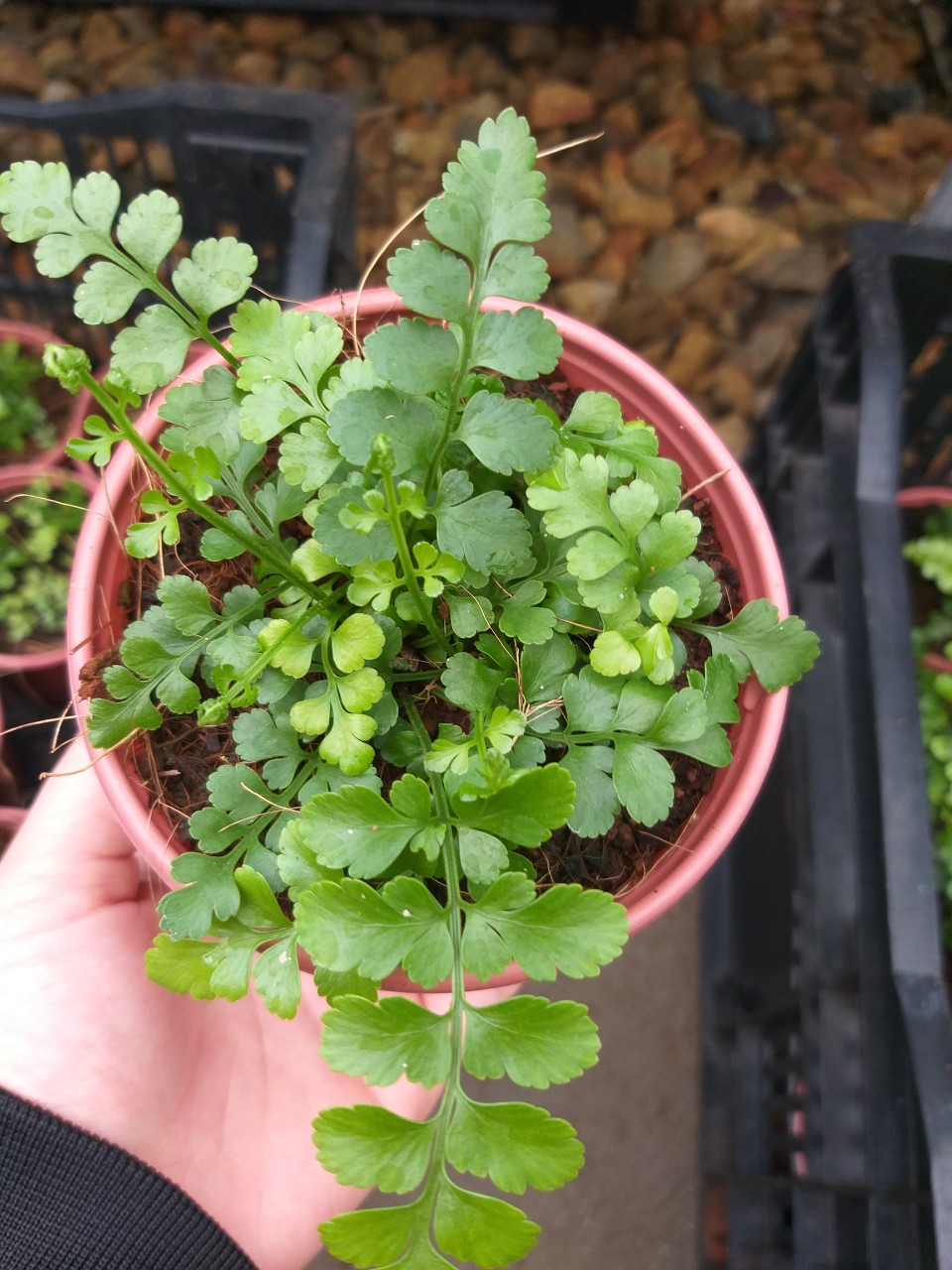 Dương Xỉ Hà Lan - Asplenium pavati