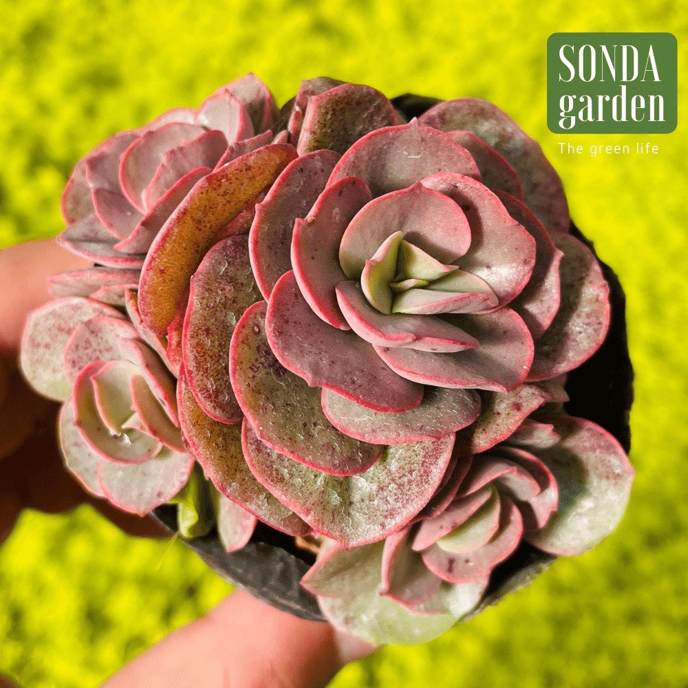 SEN ĐÁ SUYON SIZE BÉ SIÊU KHỎE ĐẸP LỖI 1 ĐỔI 1