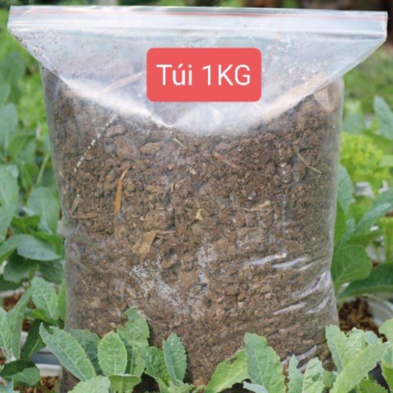 phân bò khô nguyên chất đã qua sử lý