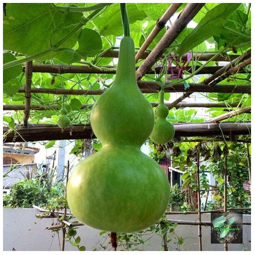 [Seeds] Hạt giống bầu hồ lô RD312, đóng gói 10 hạt
