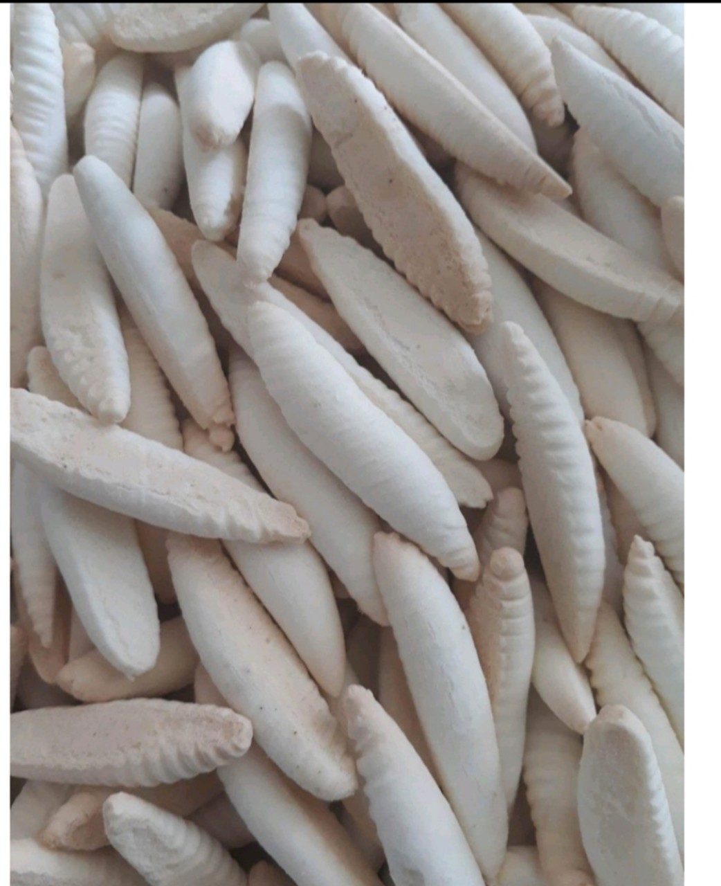 Bánh sùng sữa nhí