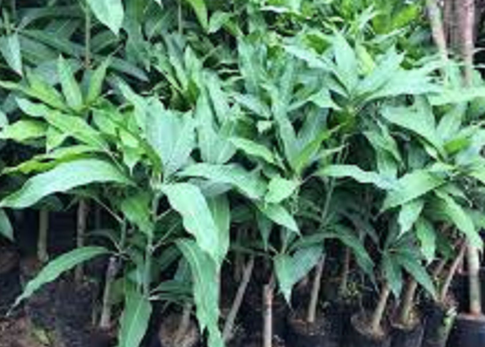 CÂY GIỐNG XOÀI THANH CA [ GIỐNG Xoài ghép18 tháng cho quả ].