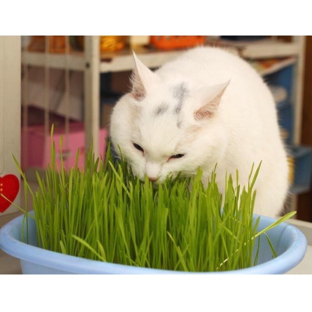 "Gói 100Gram "Hạt giống cỏ lúa mì lúa mạch ( cho thú cưng chó mèo chim hamster )