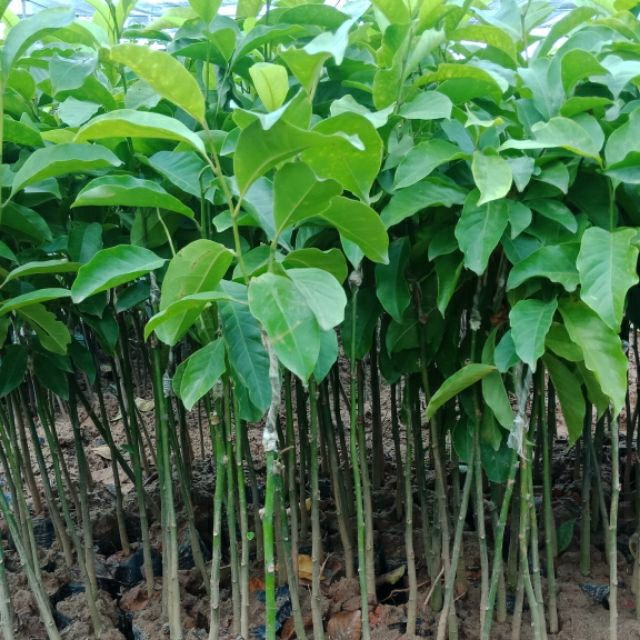 Cây dổi ghép giống lấy hạt làm gia vị