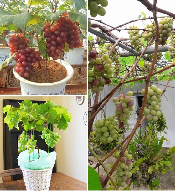 "Gói 10"Hạt giống nho lùn pháp ( nho bonsai ) [Seeds]