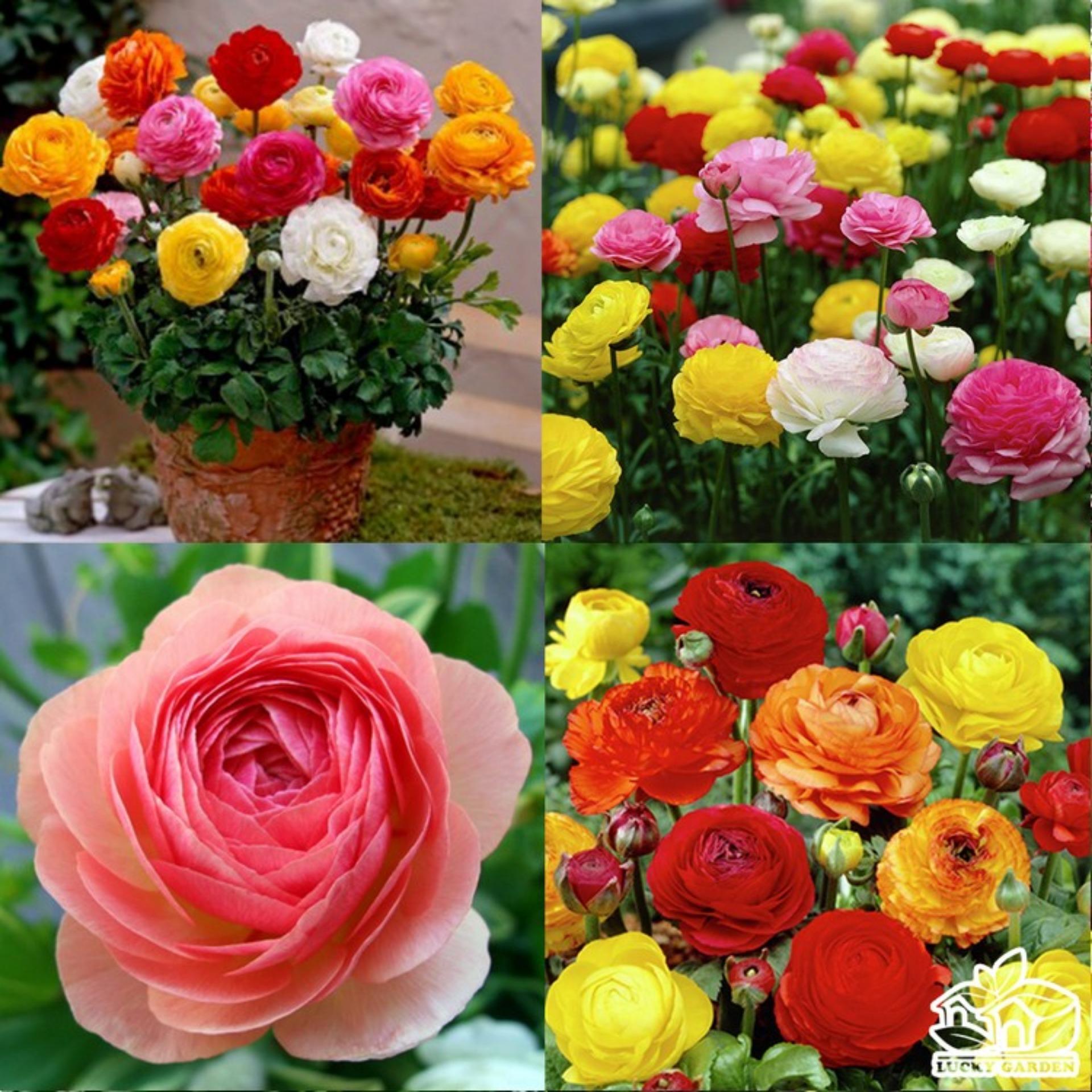 20 Hạt giống Hồng Ri ba tư mix (tặng Kích nẩy mầm, Hướng dẫn ươm)