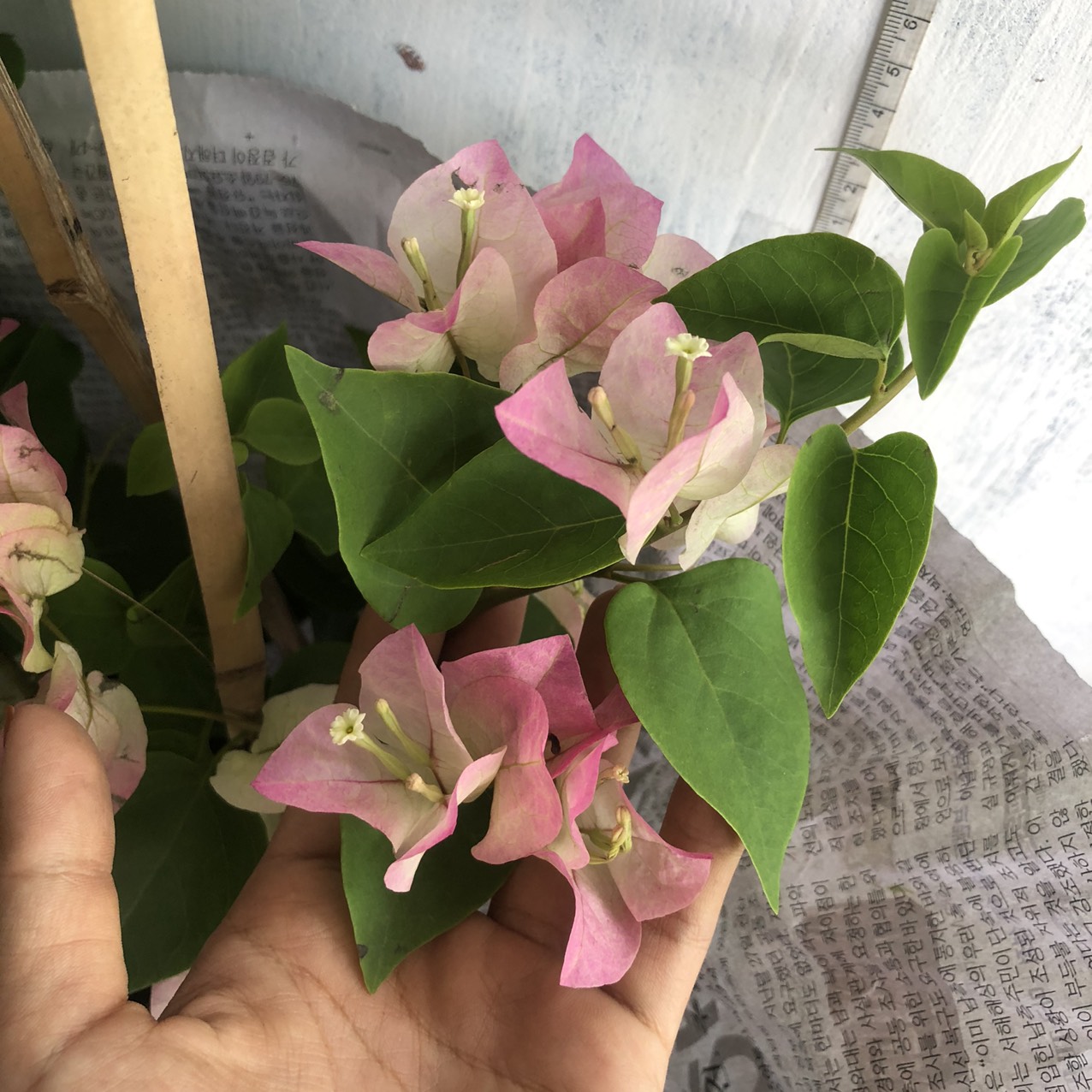 [Cây giống hoa] Bông Giấy phớt hồng Indo - Thegioiraumam