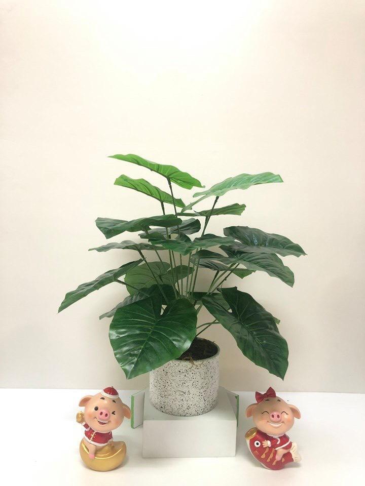 Cây giả - Cây trầu bà cao 45cm