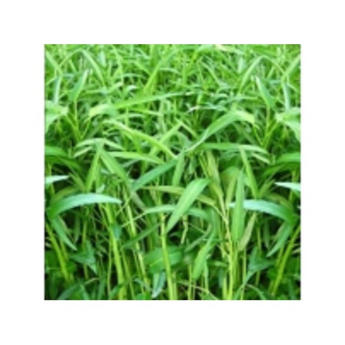 Gói 100 gram , hạt giống Rau Muống Lá Tre