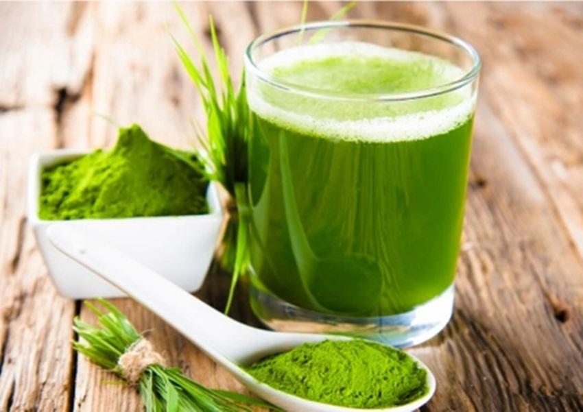 Hạt Giống Cỏ Lúa Mì Đỏ Wheatgrass Cỏ Mèo