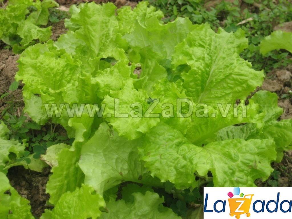10Gr Hạt Giống Xà Lách Dún Vàng (B1.202| Z23*V54*M119)