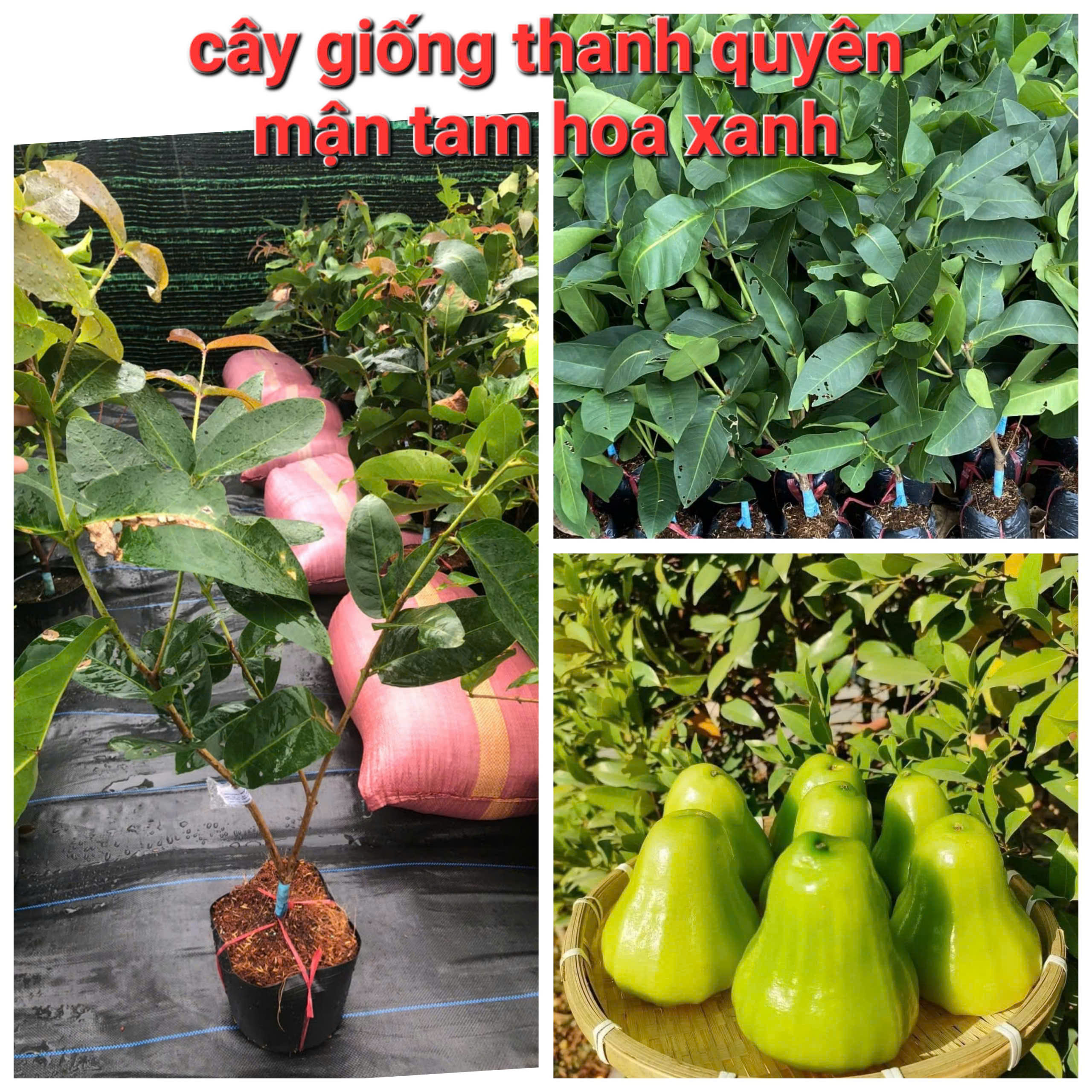 CÂY MẬN TAM HOA XANH, ROI XANH, CÂY CAO 70CM - 130CM, CHUẨN GIỐNG 100%