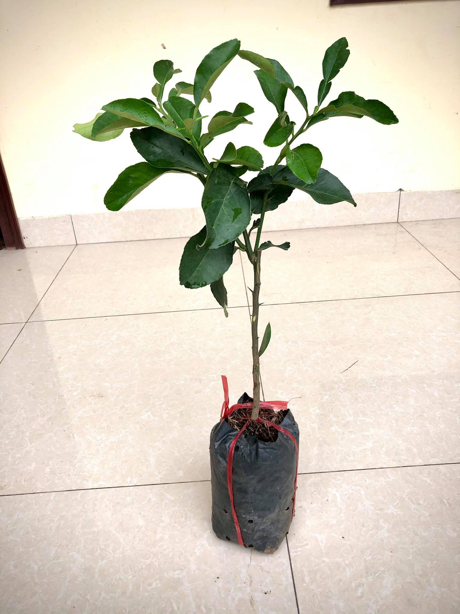 Cây bưởi da xanh ruột hồng (ảnh thật)