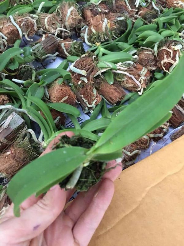 combo 5 cây hoa phong lan đai châu giống
