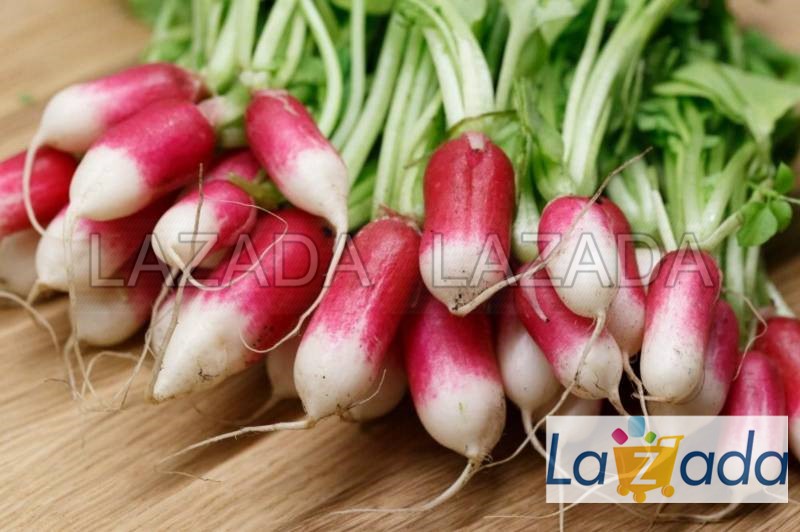 1Gr Hạt Giống Củ Cải Đỏ Dài Pháp TG180 (A1.205| G8*W64*M165)