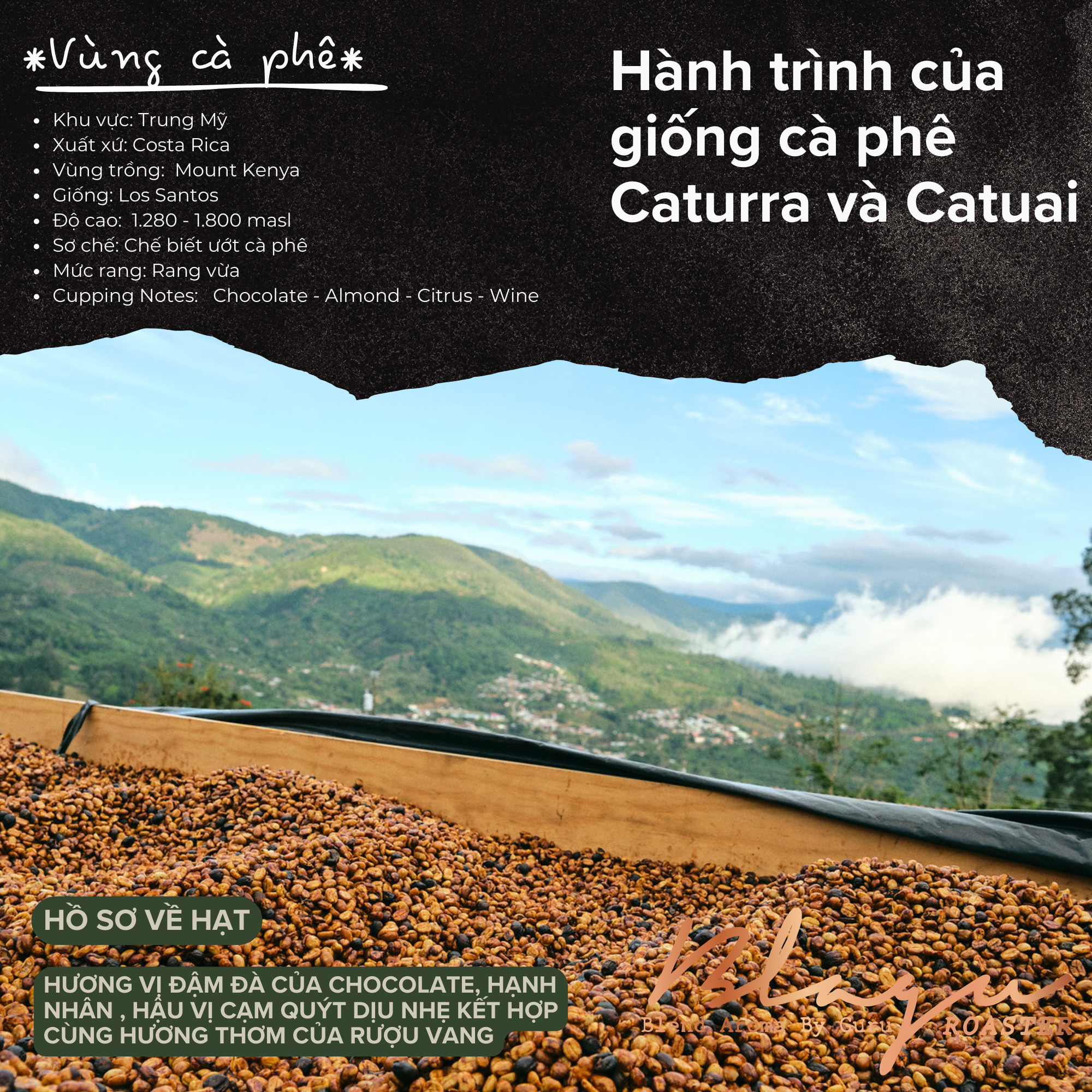 [Premium] Cà Phê Blagu Đã Rang Costa Rica Los Santos - Medium - 250g
