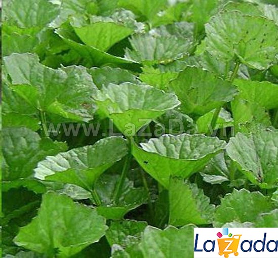 1Gr Hạt Giống Rau Má Lá Nhỏ (A1.207| Z2*V44*M150)