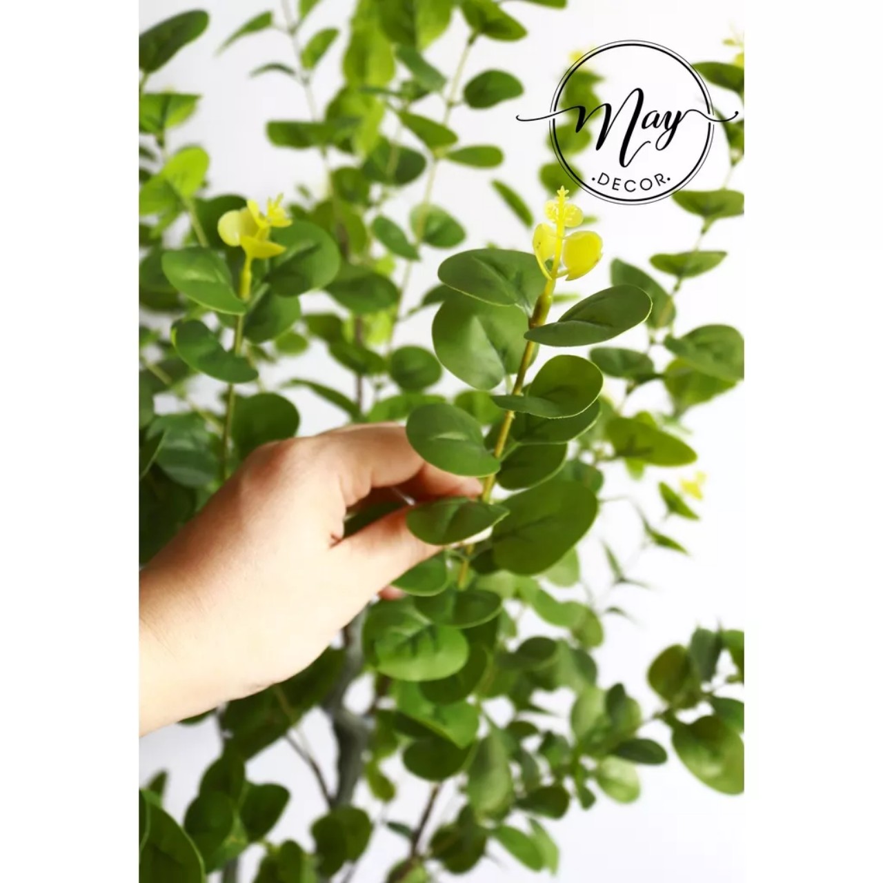 Cây lá táo giả, cây do la, cay bạch đàn 1m1, 1m3, 1m4,1m6 nhiều phân loại như ảnh