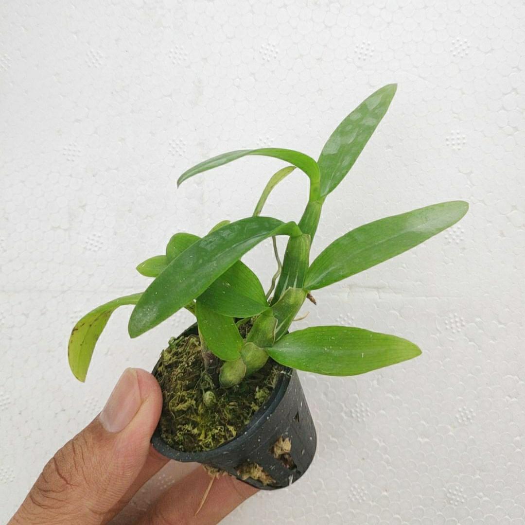 Lan giả hạc Đaclay Cây năm 2 đẹp