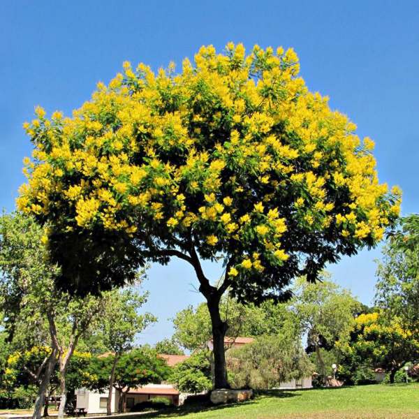 CÂY GIỐNG HOA PHƯỢNG VÀNG