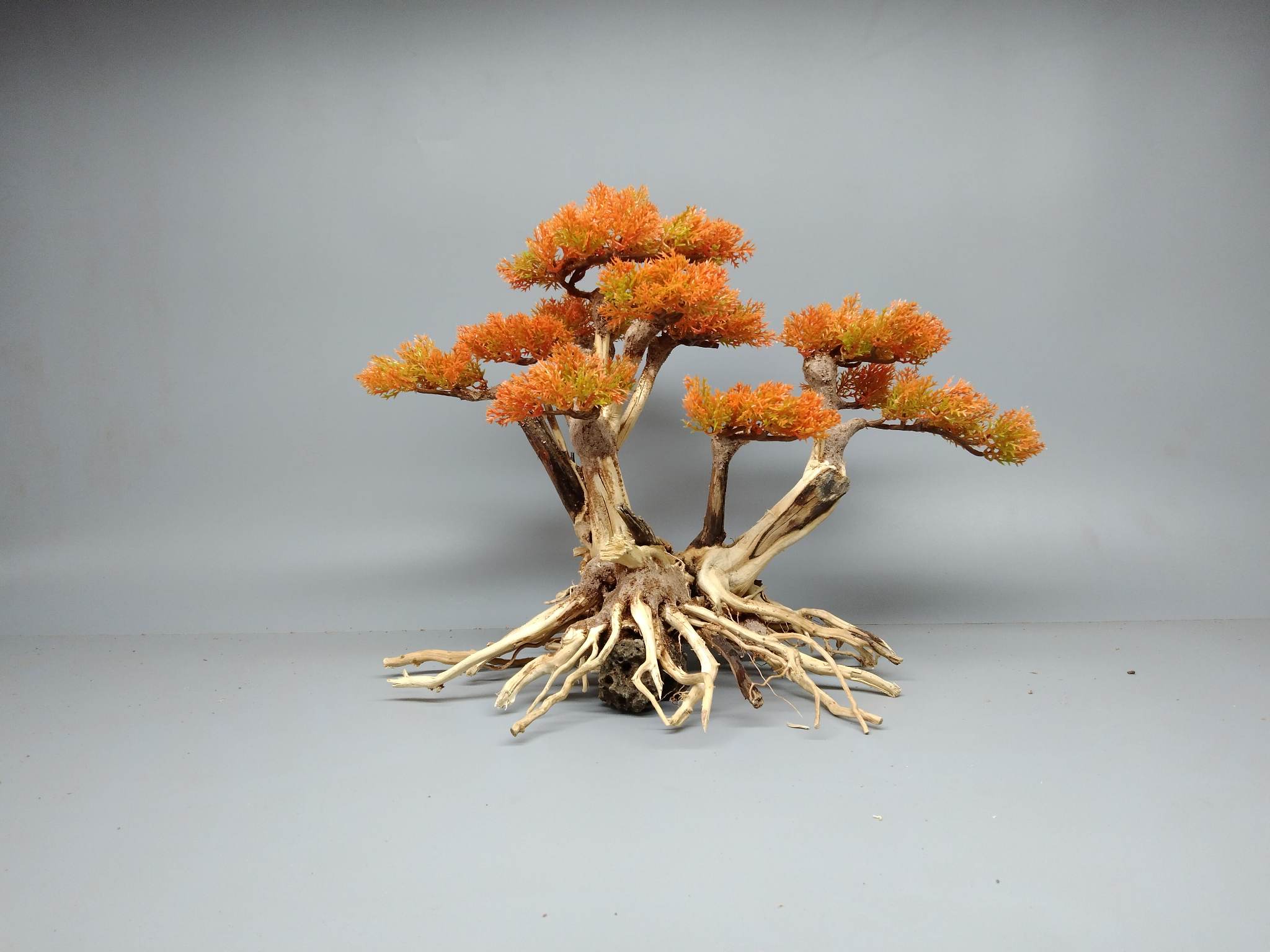 Cây gổ lũa Bonsai làm bằng lũa Hải Sa Quỳ [ Dáng 2 thân, đổ, tự nhiên. Tán nhựa màu cam]