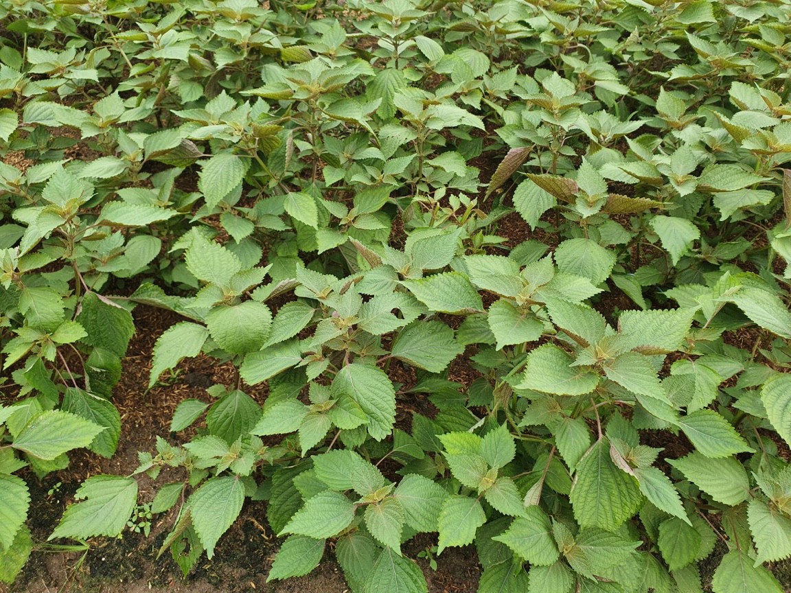 Hạt giống tía tô bắc Rạng Đông