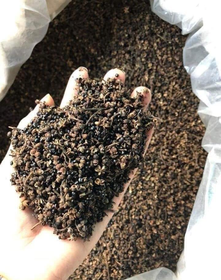 Combo 30 Hạt Dổi Nếp 100gr Mắc Khén Rừng