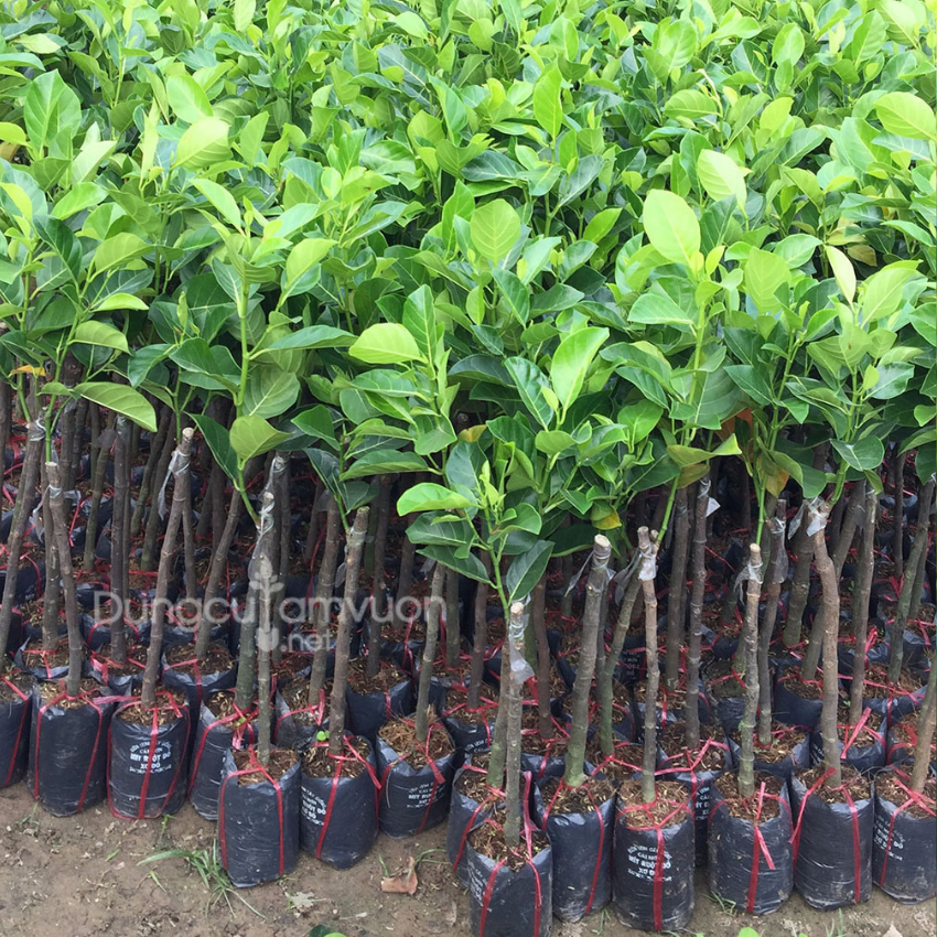 cây giống mít tố nữ - quả siêu sớm ( cây ghép nhanh ra quả)