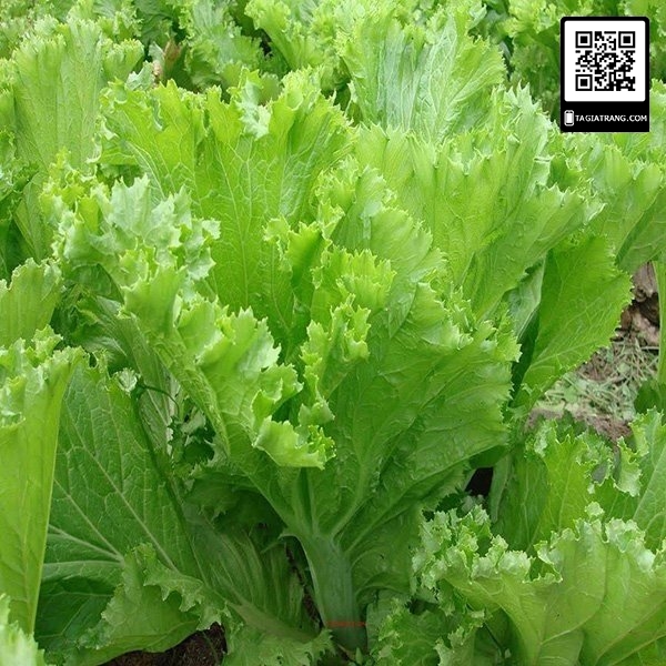 1KG Hạt giống rau cải bẹ mào gà