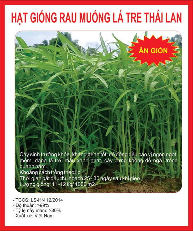 Hạt giống rau muống lá tre