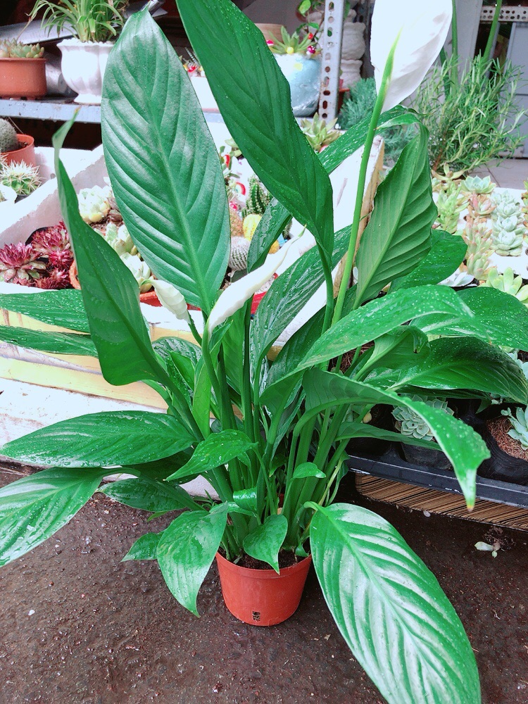 [HCM]Chậu lan ý