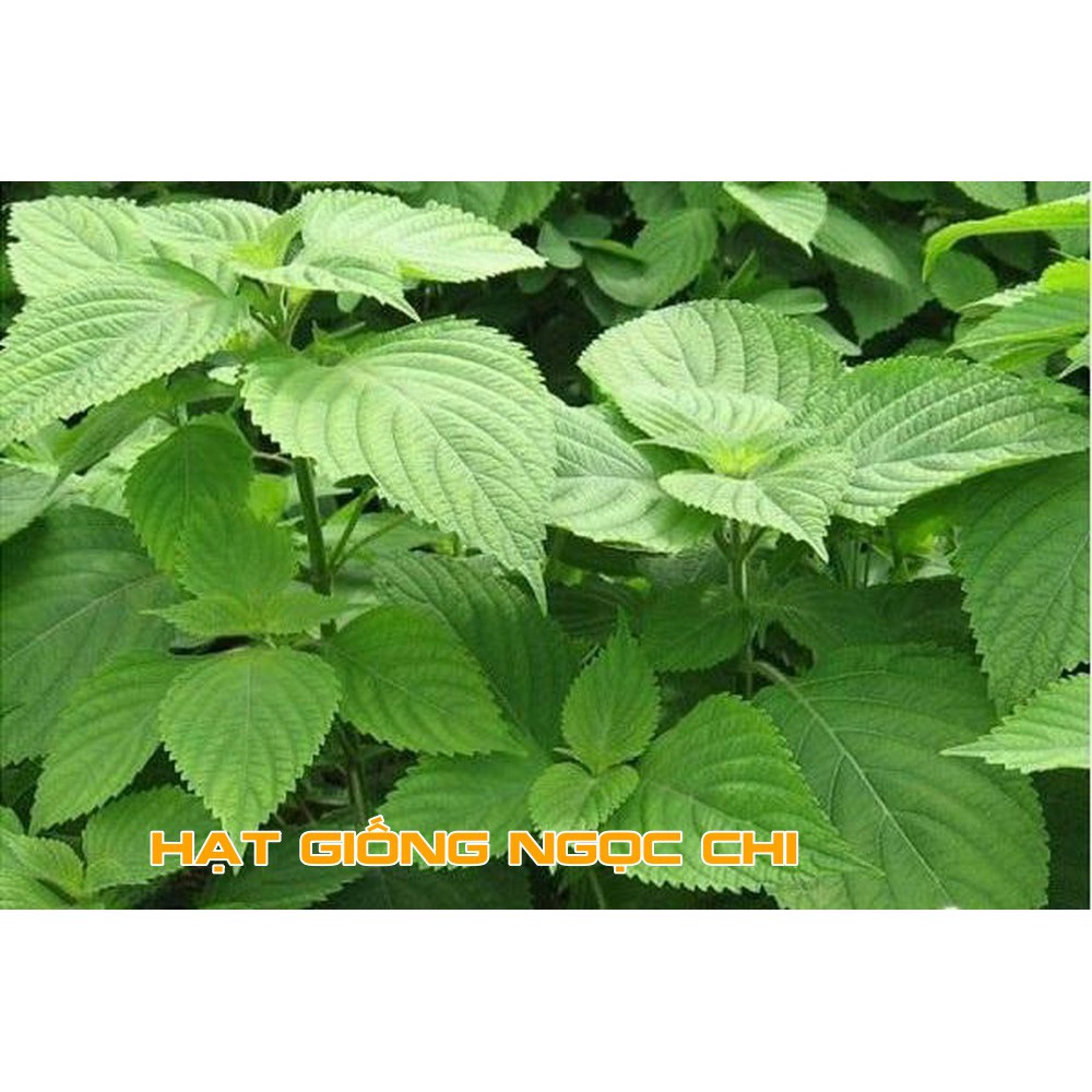 Hạt Giống Rau Kinh Giới (Rau Thơm, Rau Gia Vị) - 5Gr