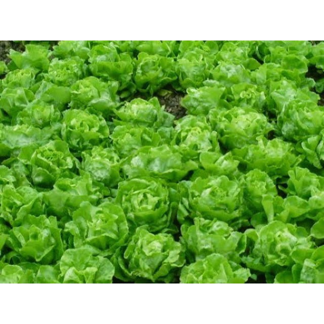Hạt giống xà lách đăm (xà lách cuộn) 2g