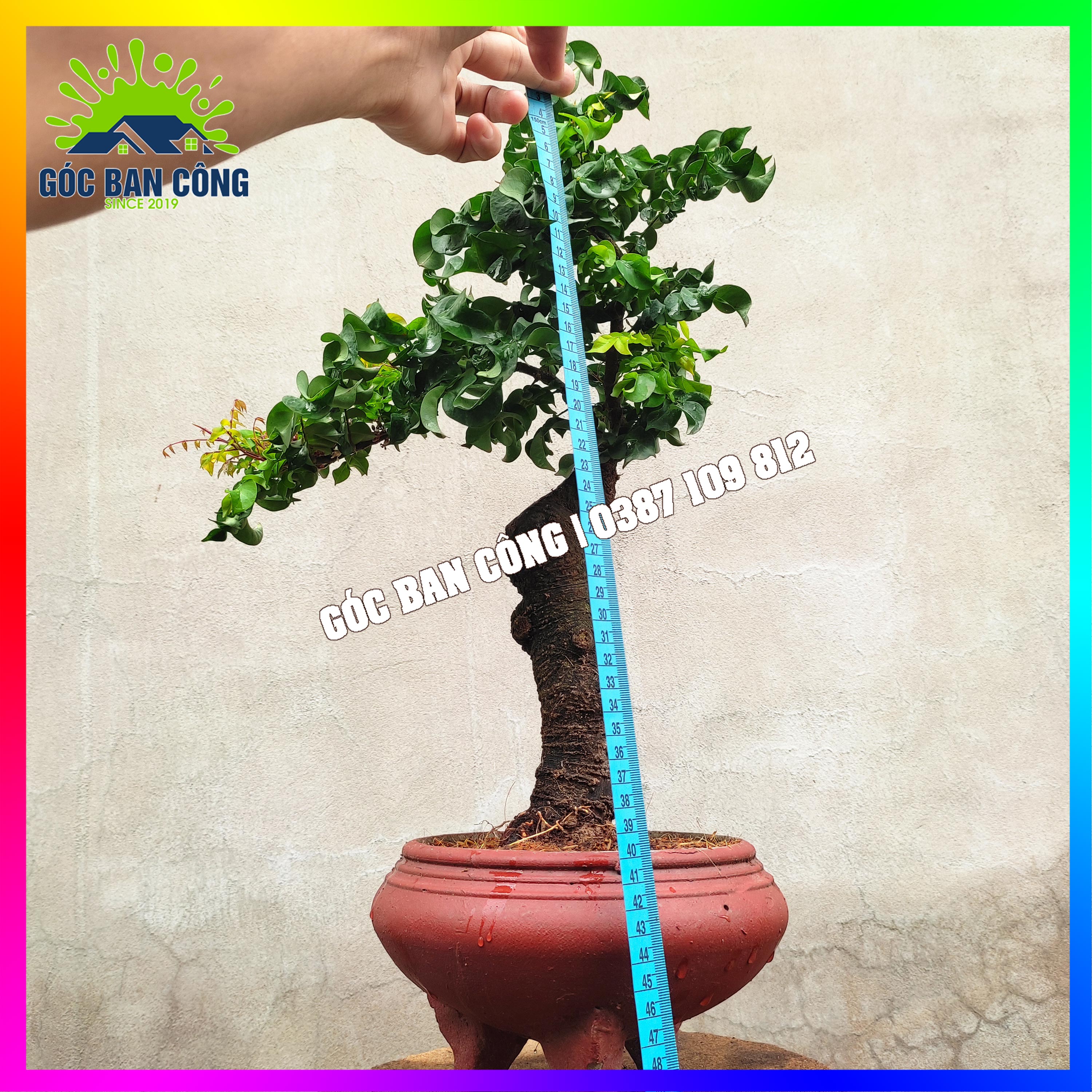 Cây Khế Bonsai Mini - KT02